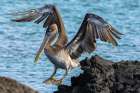 Ecuador-Galapagos National Park-Santiago Island. Brown pelican jumping from rock to rock. Art Print